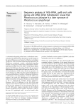 Sequence analysis of 16S rRNA, gyrB and catA genes and DNA