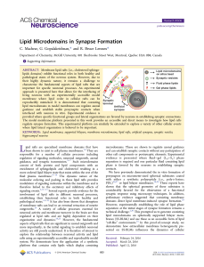 Lipid Microdomains in Synapse Formation
