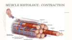 Muscle Histology Contraction