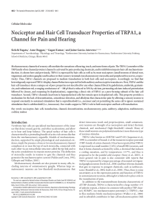 Nociceptor and Hair Cell Transducer Properties of TRPA1, a