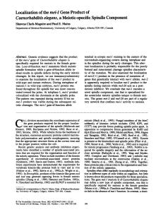 Localization of the mei-1 Gene Product of