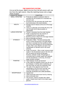 Digestive System Matching Worksheet