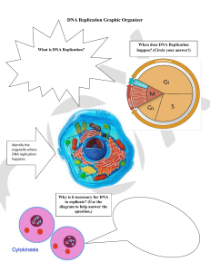 DNA Replication Graphic Organizer