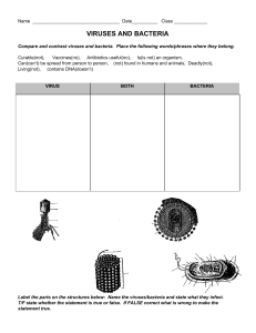 viruses and bacteria