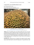 Boulder Brain Coral