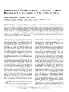 Isolation and Characterization of a TERMINAL FLOWER Homolog