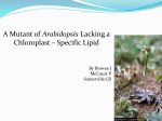 A Mutant of Arabidopsis Lacking a Chloroplast