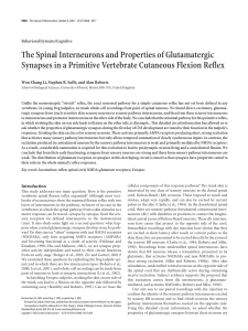 The Spinal Interneurons and Properties of