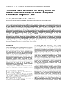 Localization of the Microtubule End Binding Protein