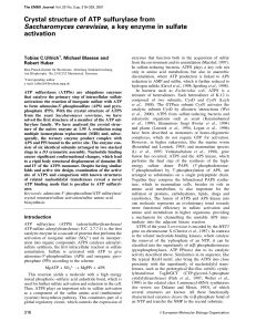 Crystal structure of ATP sulfurylase from Saccharomyces cerevisiae