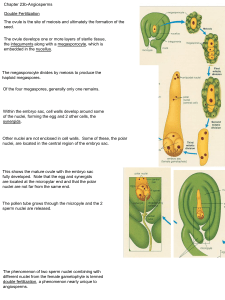 The megasporocyte divides by meiosis to produce the haploid