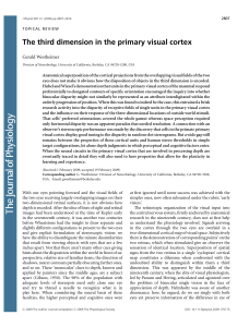 The third dimension in the primary visual cortex