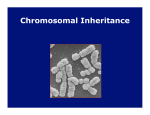 Chromosomal Inheritance - Bishop Seabury Academy