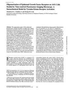 Oligomerization of Epidermal Growth Factor Receptors on A431