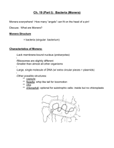 Ch. 19 (Part I): Bacteria (Monera)