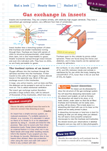 Gas exchange in insects - Pearson Schools and FE Colleges