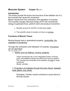 Muscular System