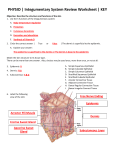 PHYSIO | Integumentary System Review Worksheet | KEY