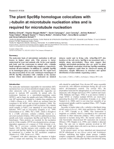 AtSpc98p and plant microtubule nucleation