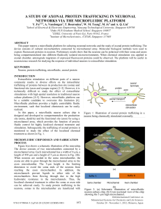 a study of axonal protein trafficking in neuronal networks via the