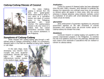 Coconut Cadang-Cadang Disease Primer