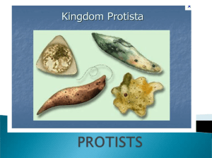 6 Groups of Plant like Protists