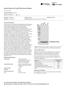 Acetyl-Histone H4 (Lys5) Polyclonal Antibody