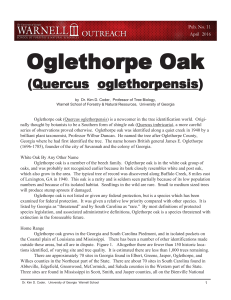 Oglethorpe oak pub 10-12