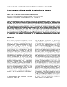Translocation of Structural P Proteins in the Phloem