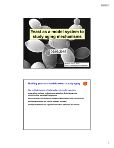 system to Yeast as a model system to study aging mechanisms