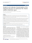 Anatomic and molecular characterization of the endocrine pancreas