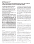 FEZF2, a novel 3p14 tumor suppressor gene