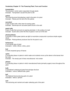 Vocabulary Chapter 18 The Flowering Plant: Form and Function