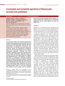 Localization and nucleotide specificity of Blastocystis succinyl‐CoA