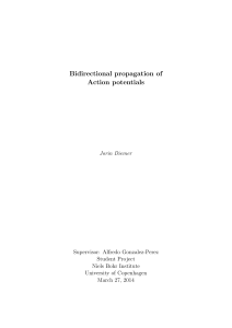 Bidirectional propagation of Action potentials