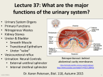 Lecture 37: What are the major functions of the urinary system?