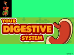 Your Digestive System KH-MC-RS-OT-SK