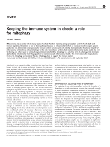 Keeping the immune system in check: a role for mitophagy
