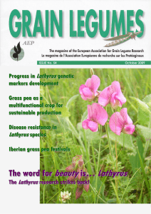 The word for beauty is… Lathyrus