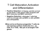 T Cell Maturation,Activation and Differentiation