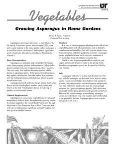 Growing Asparagus in Home Gardens