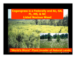 Cogongrass is a Federally and Cogongrass is a - SE-EPPC