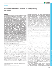 Molecular networks in skeletal muscle plasticity