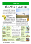The African Savannas