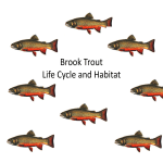 Brook Trout Life Cycle and Habitat