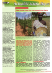 Pearl millet, food for the future in the Sahel
