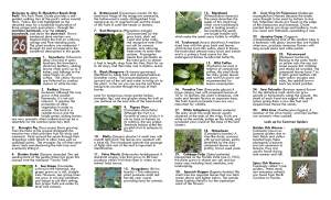John D. MacArthur Beach State Park! This Park Plants Guide