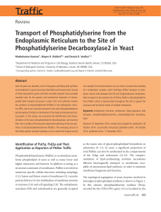 Transport of Phosphatidylserine from the Endoplasmic Reticulum to