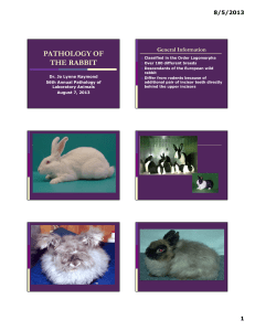 pathology of the rabbit