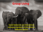 Pros and Cons of Group Living